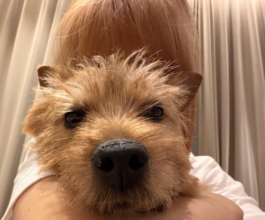 momo pics tweet media