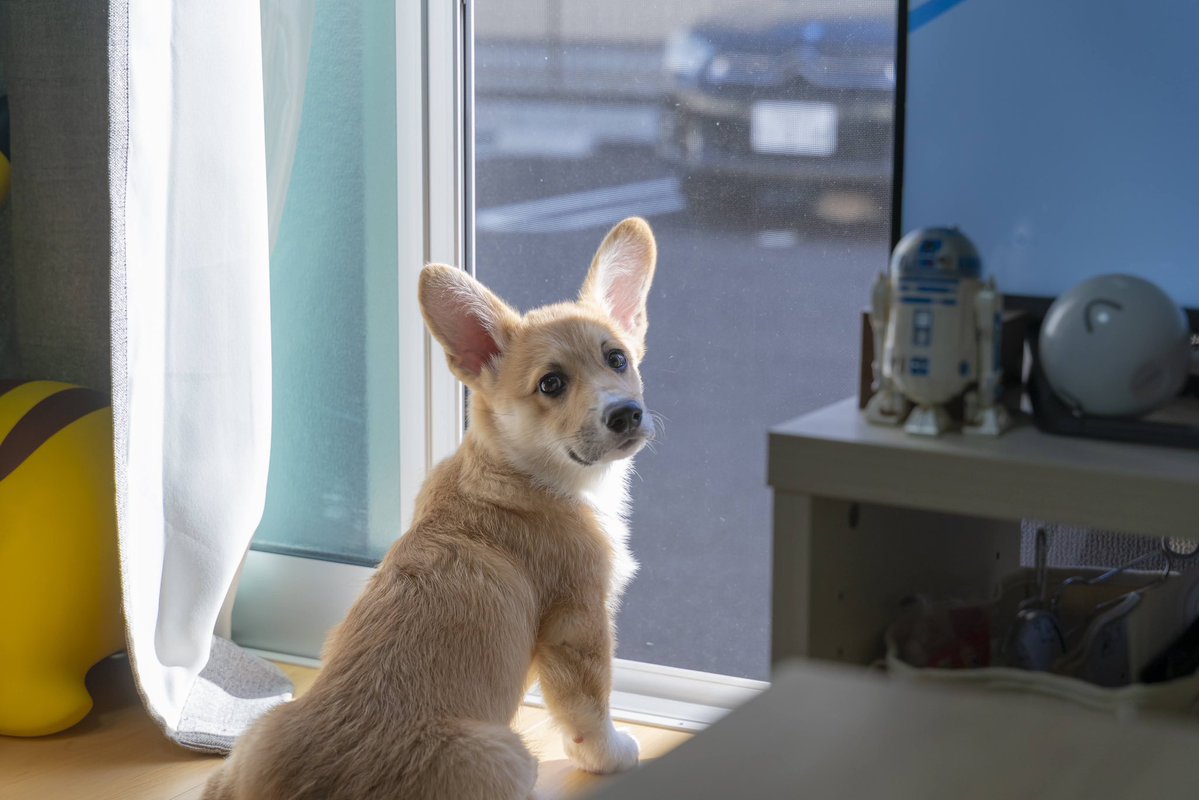 はんぺん tweet media