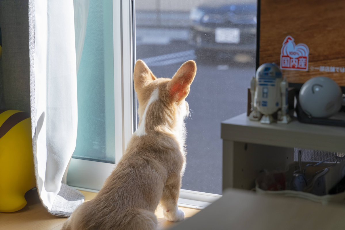 はんぺん tweet media