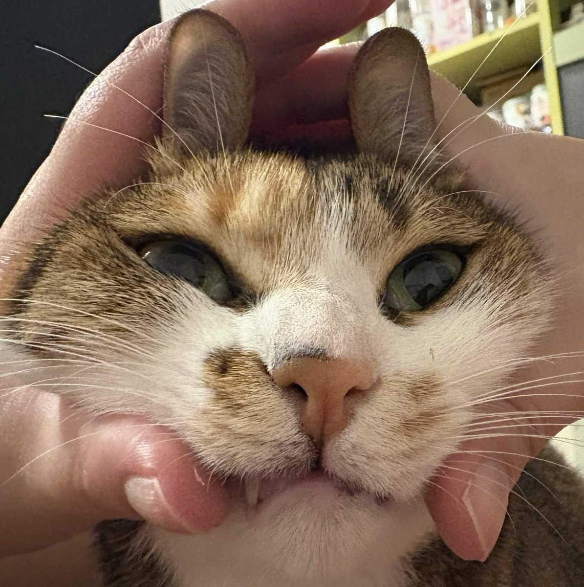 貝爾•希普諾絲 👑【被窩 Beiwo Studio】 tweet media