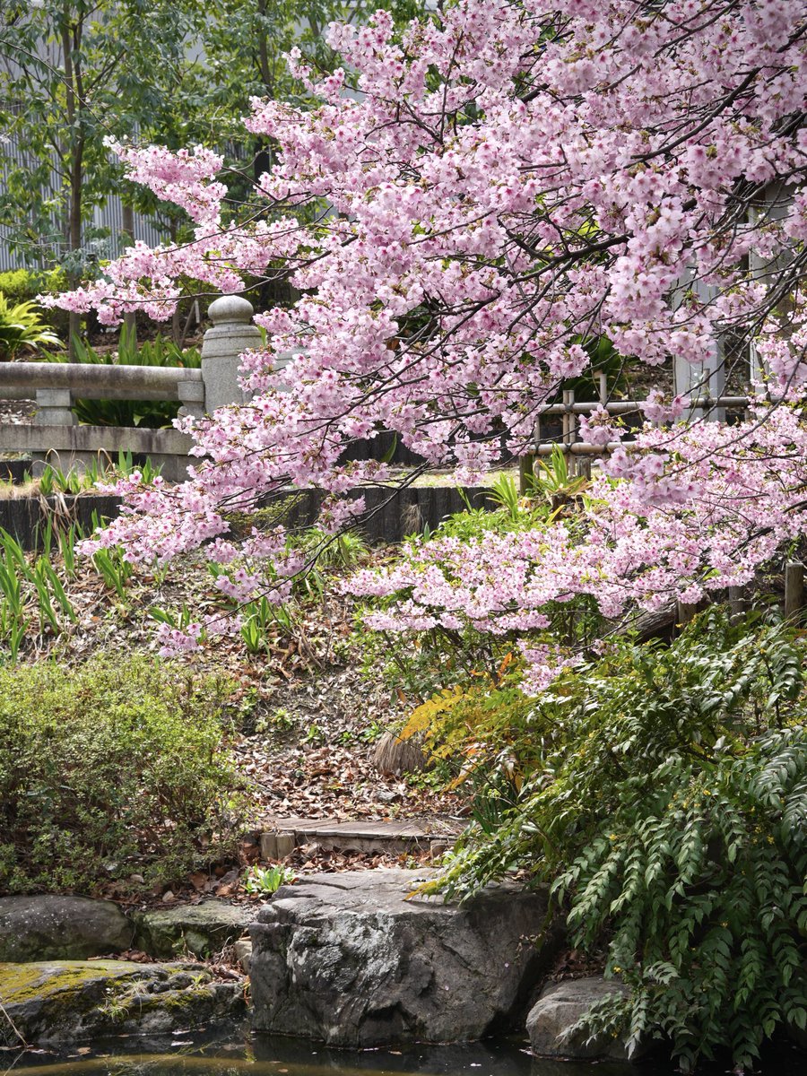 DreamingPippin tweet media