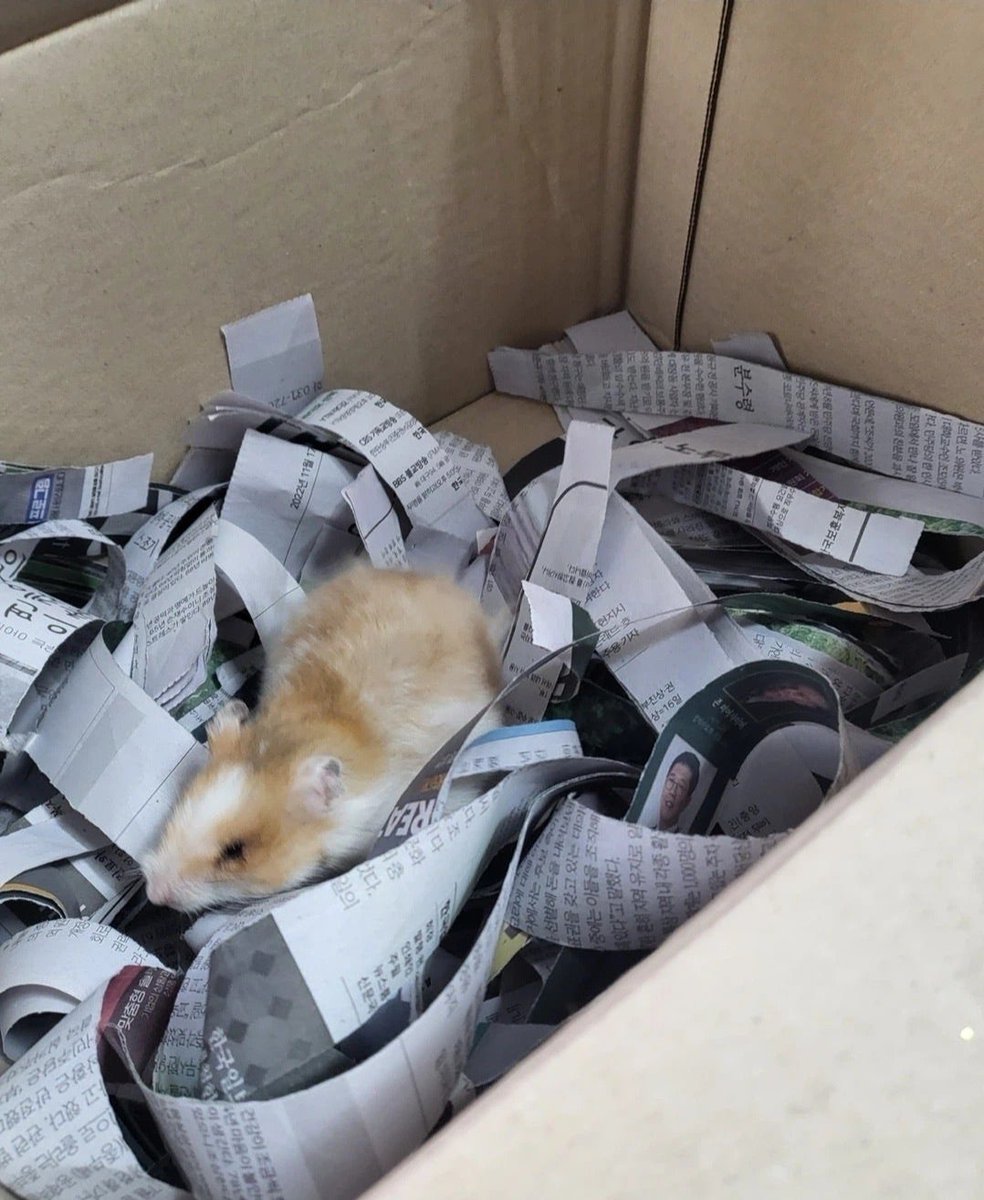 수세미/ 무조건 동물유기 금지 tweet media