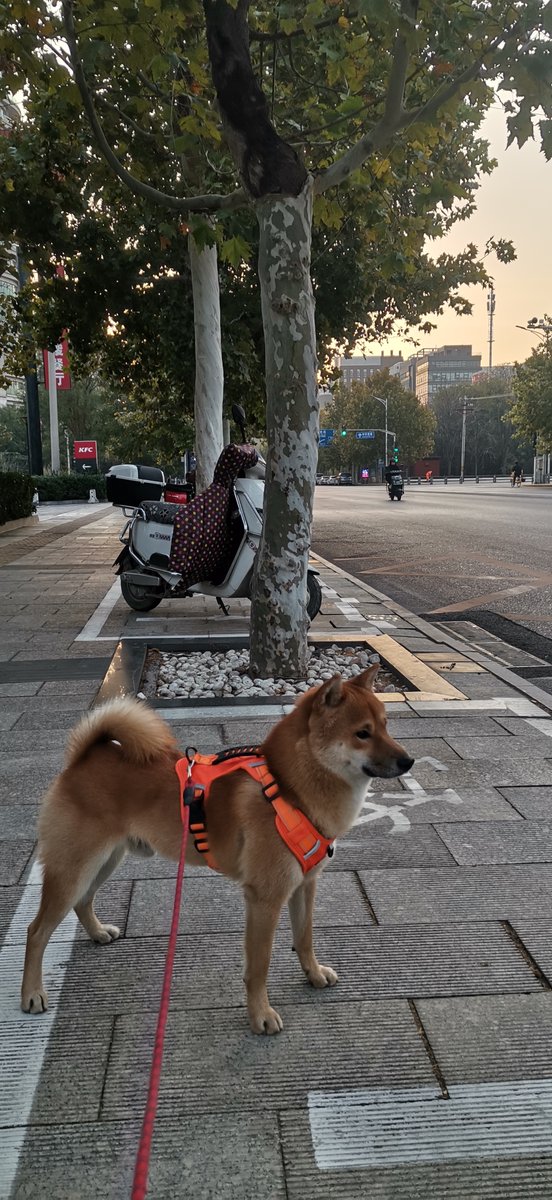 ryan wood tweet media