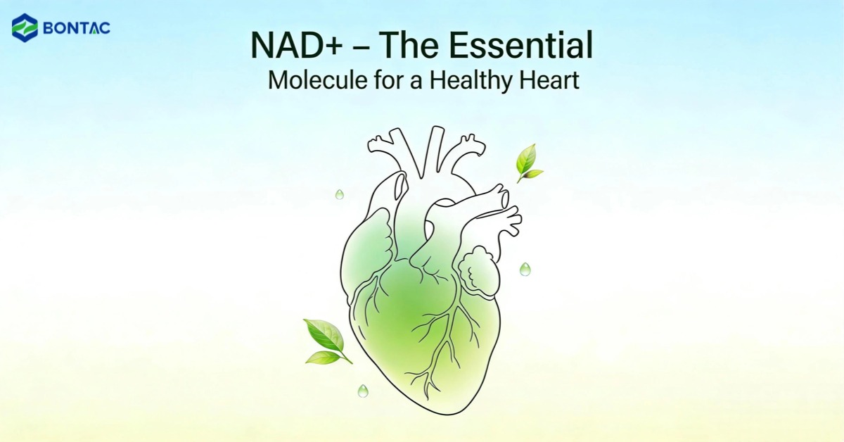 BontacB's tweet photo. 🧠 Can one molecule reshape heart disease treatment?
NAD+ regulates vascular health, inflammation, and aging.
📉 Declines with age
🩺 Linked to heart failure &amp; hypertension
🔁 Boosted by NMN, NR &amp; lifestyle
New trials show promise for blood pressure and arterial function. https://t.co/ScDqffusMn