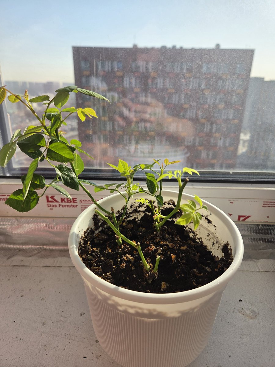 Сережа Смирнов tweet media