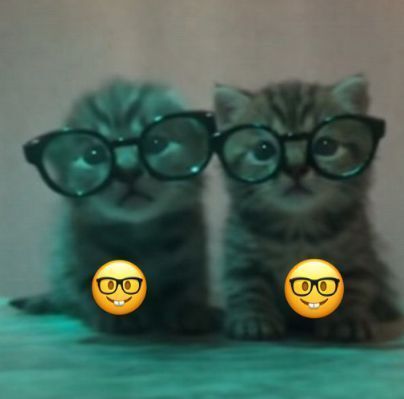 Cool Cat Society tweet media