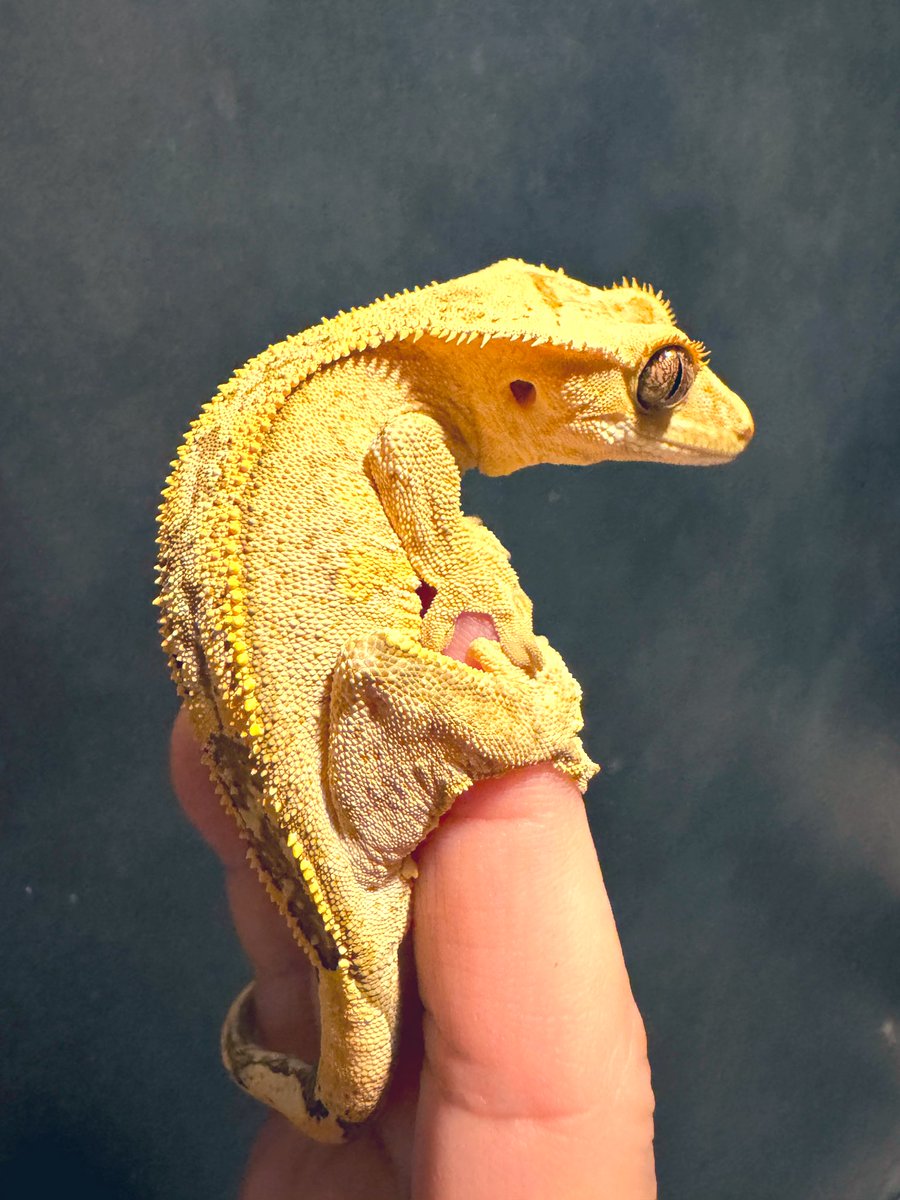 Gecko Cafe Buzzoo.ʕ•̫͡•ʔ♬✧ tweet media