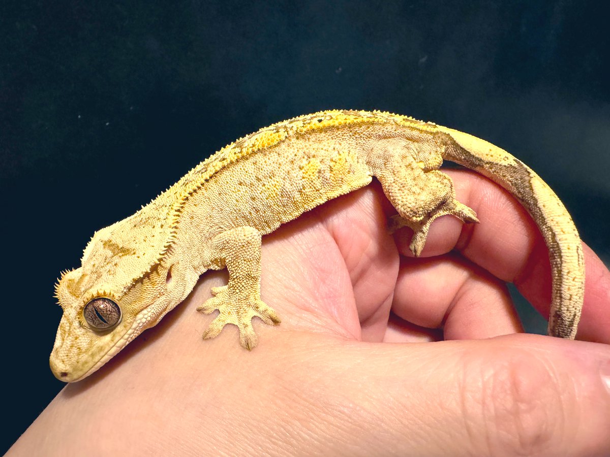 Gecko Cafe Buzzoo.ʕ•̫͡•ʔ♬✧ tweet media