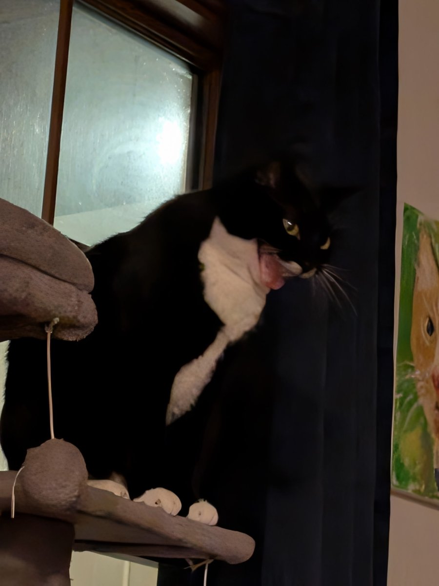 sans 🍄 tweet media