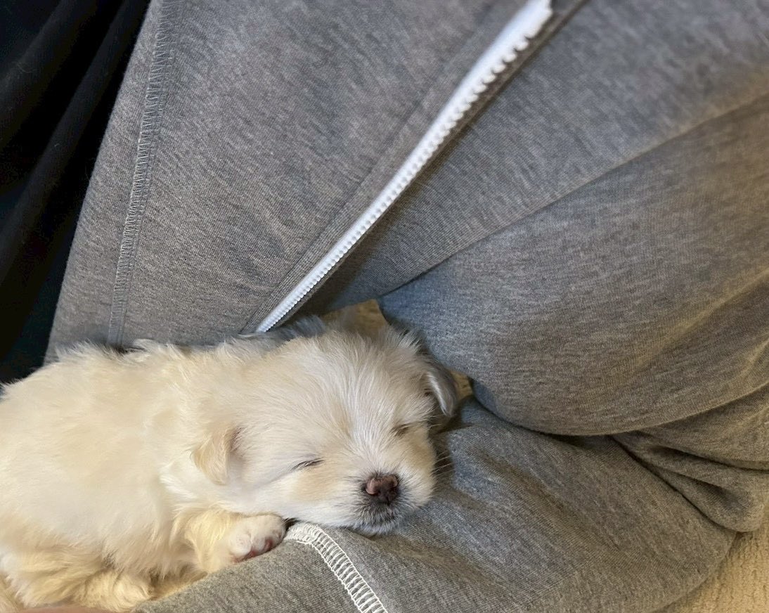 ドーン🐾 tweet media