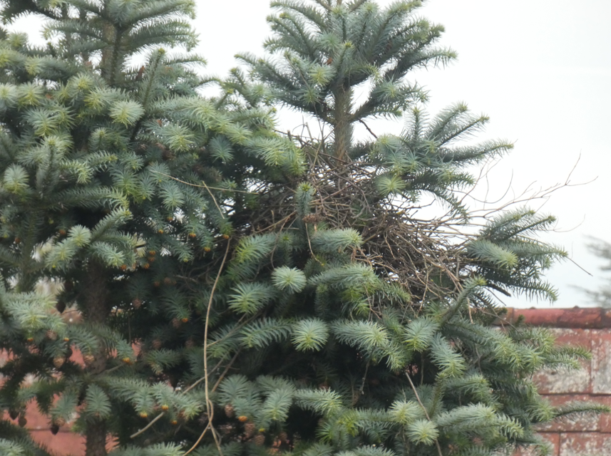 Lexi 4711-THFbleibt-Freiflächengestaltungssatzung tweet media