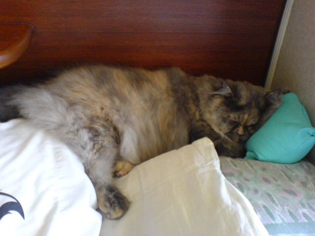 あるみの@VRC tweet media