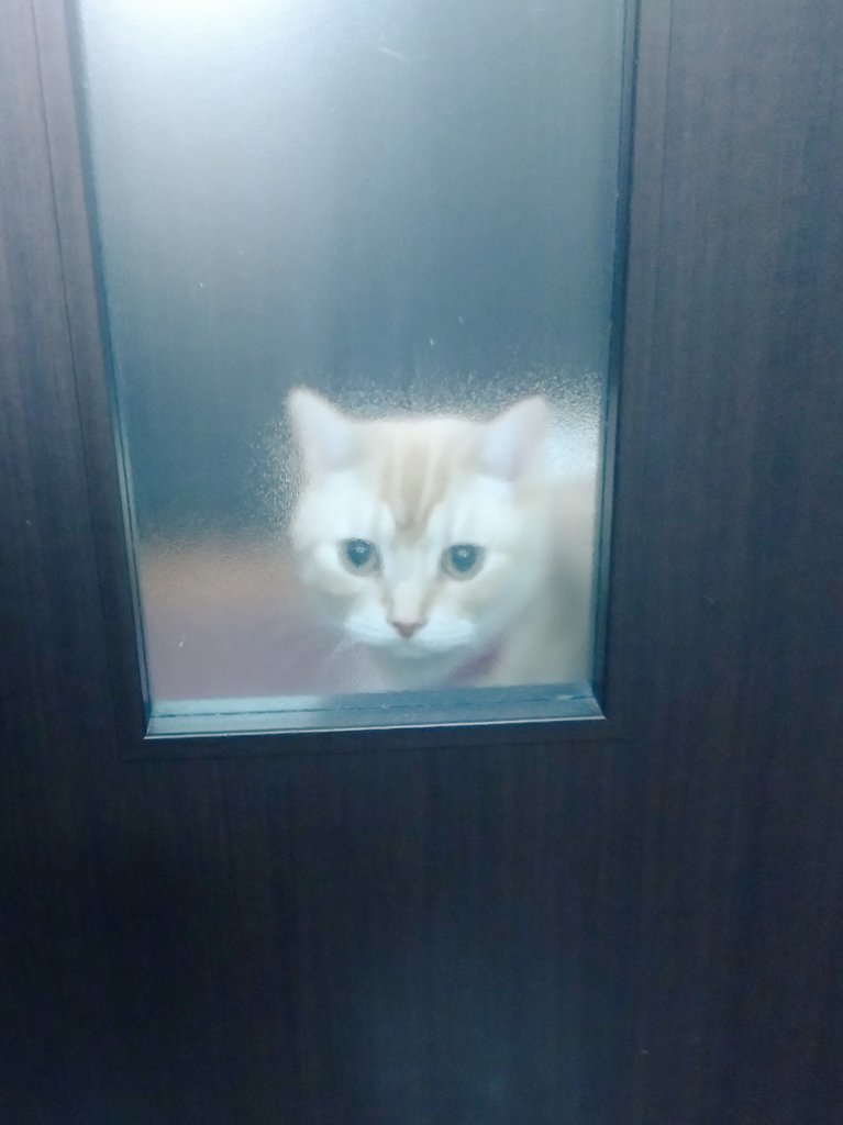 ポッキー tweet media