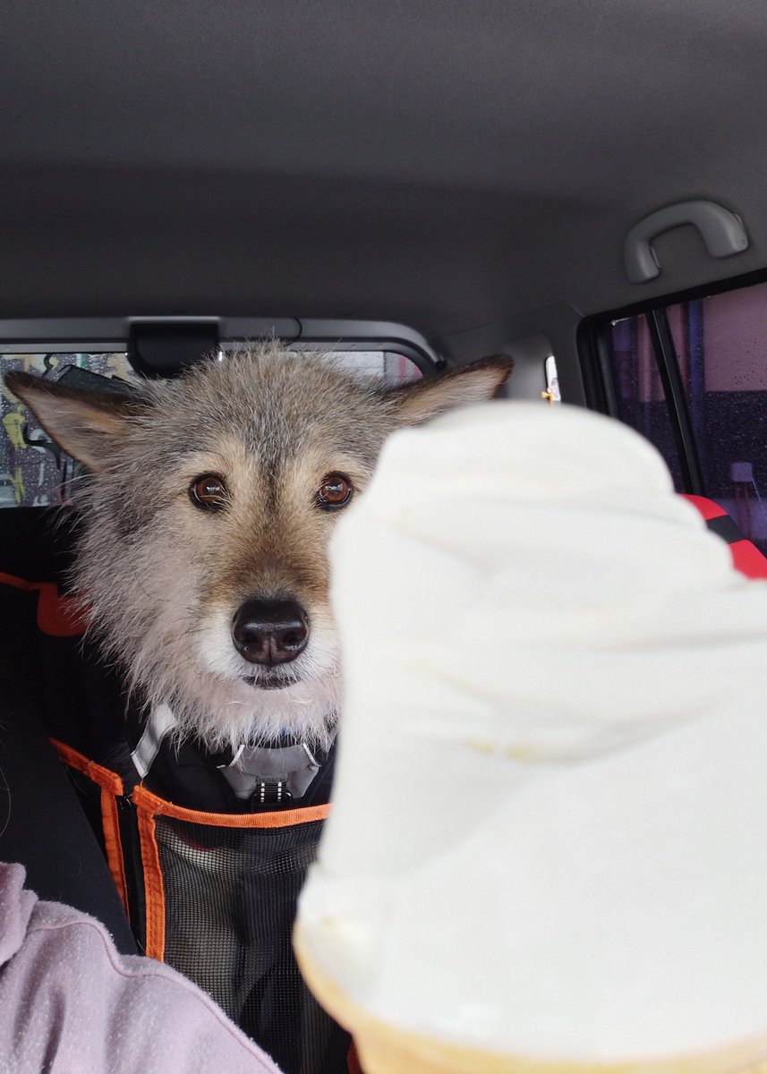 元保護犬せんりさんと世話係うめ tweet media