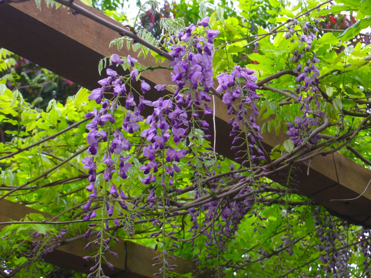 【図書館　花日和🌸】
今年も図書館前のパーゴラに藤の花が咲きました(o^―^o)
ブーゲンビリアとともに、蔵書点検・システム入れ替えため閉館中の図書館前を彩っています‼
開花時期が短いので、ぜひお早めに見に来てください(⋈◍＞◡＜◍)。✧♡
＃浦添市立図書館　＃藤の花