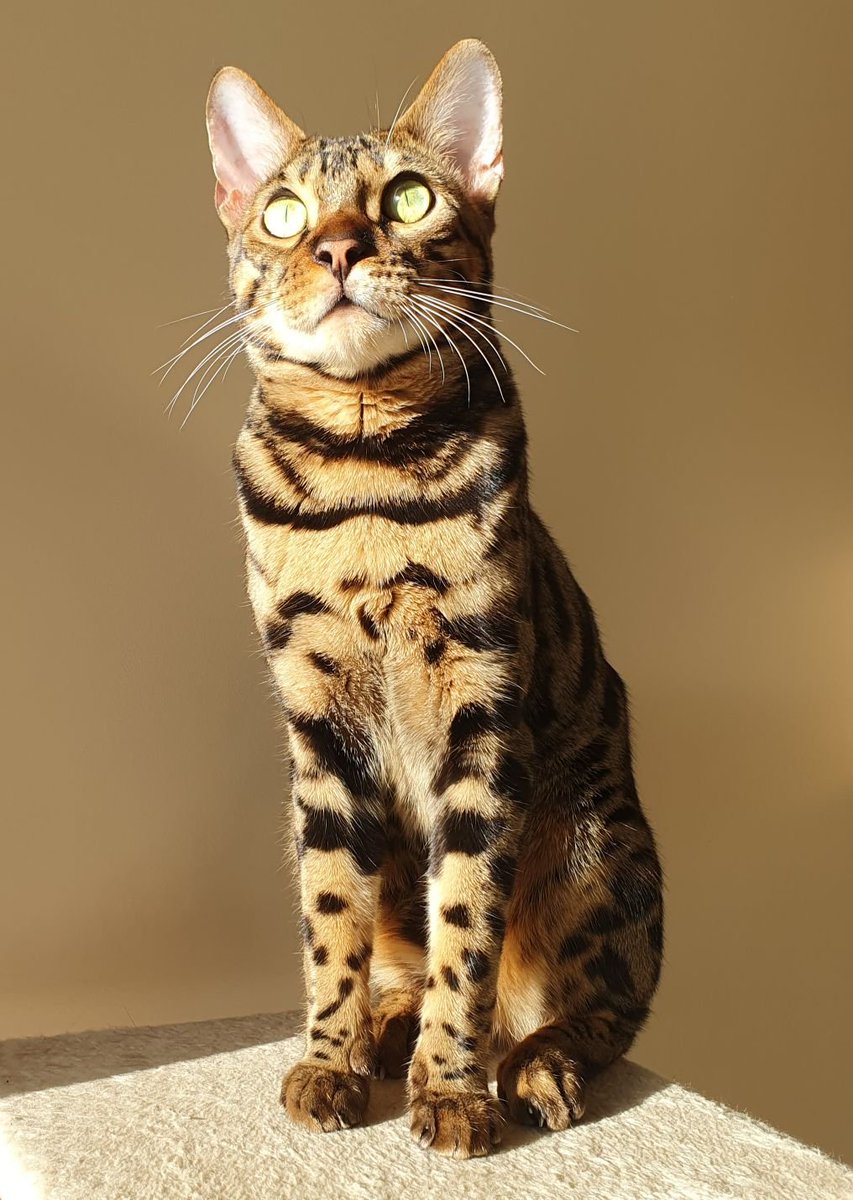 Mister_Low_Risk tweet media