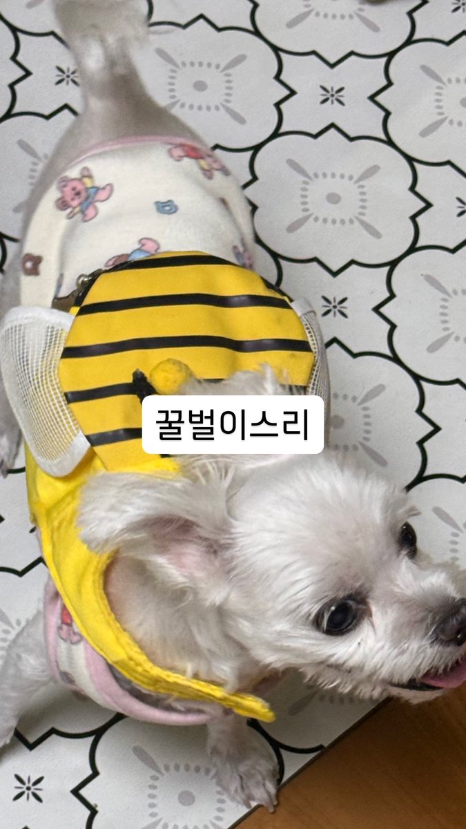 GFEntGlobal's tweet photo. THE KINGDOM • INSTAGRAM STORY • 260425

💬 MUJIN: Yes
💬 LOUIS: Bee

#MUJIN #무진 #LOUIS #루이 
#TKD #TheKingDom #더킹덤 https://t.co/H8tJygNKB5