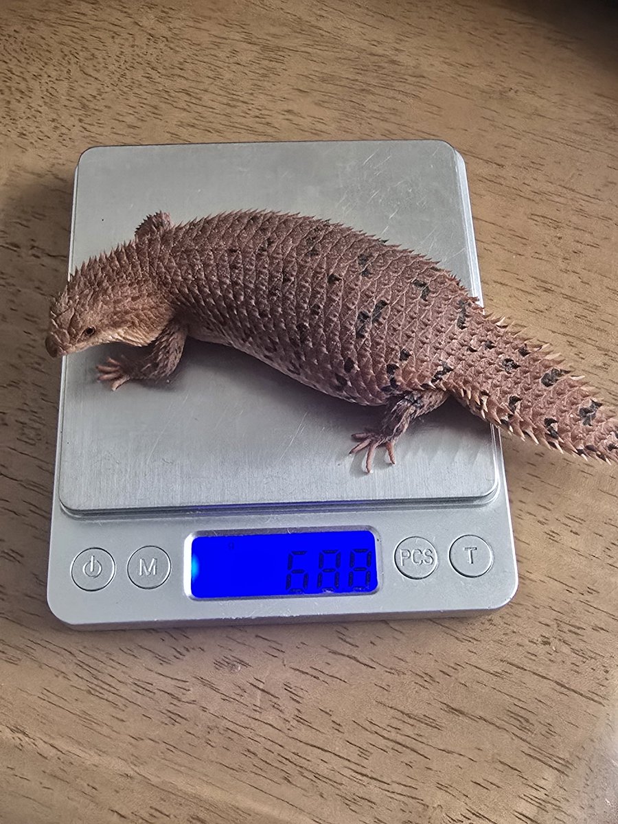 あるお tweet media