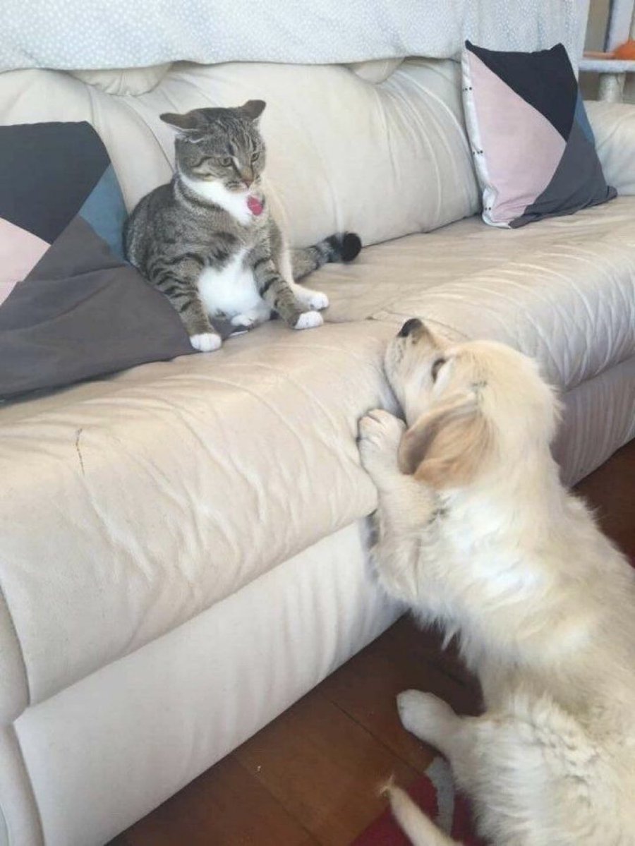 หมาวัด tweet media