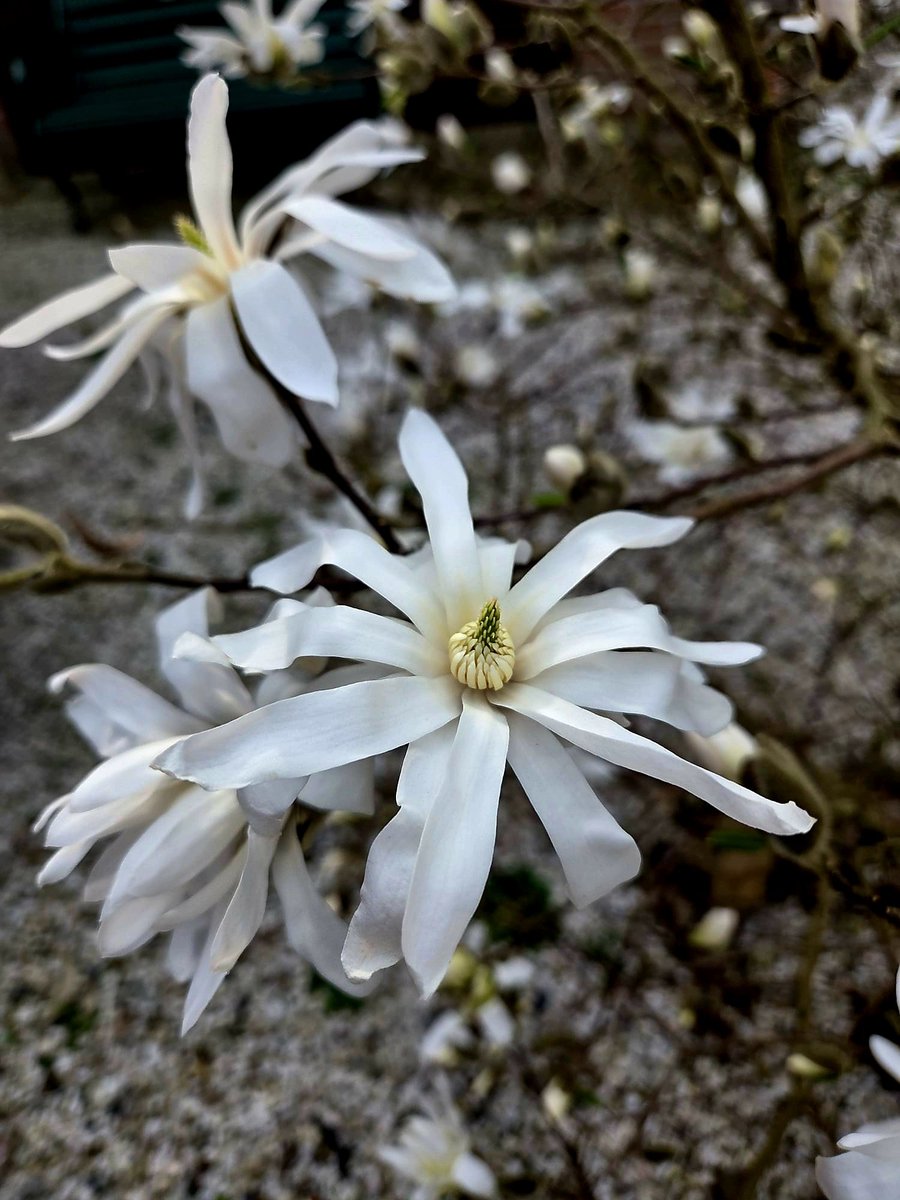 Luna2023 tweet media