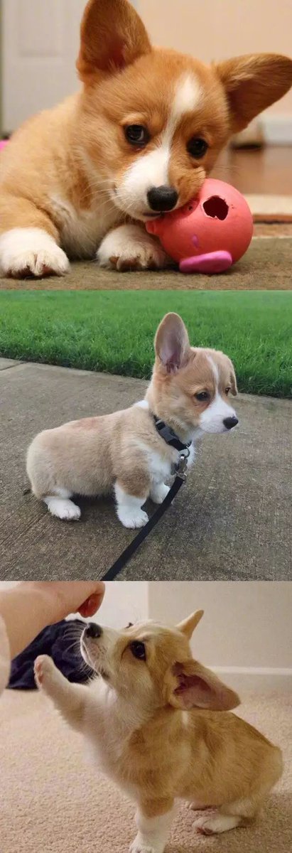 NorthSwedenGamers  tweet media