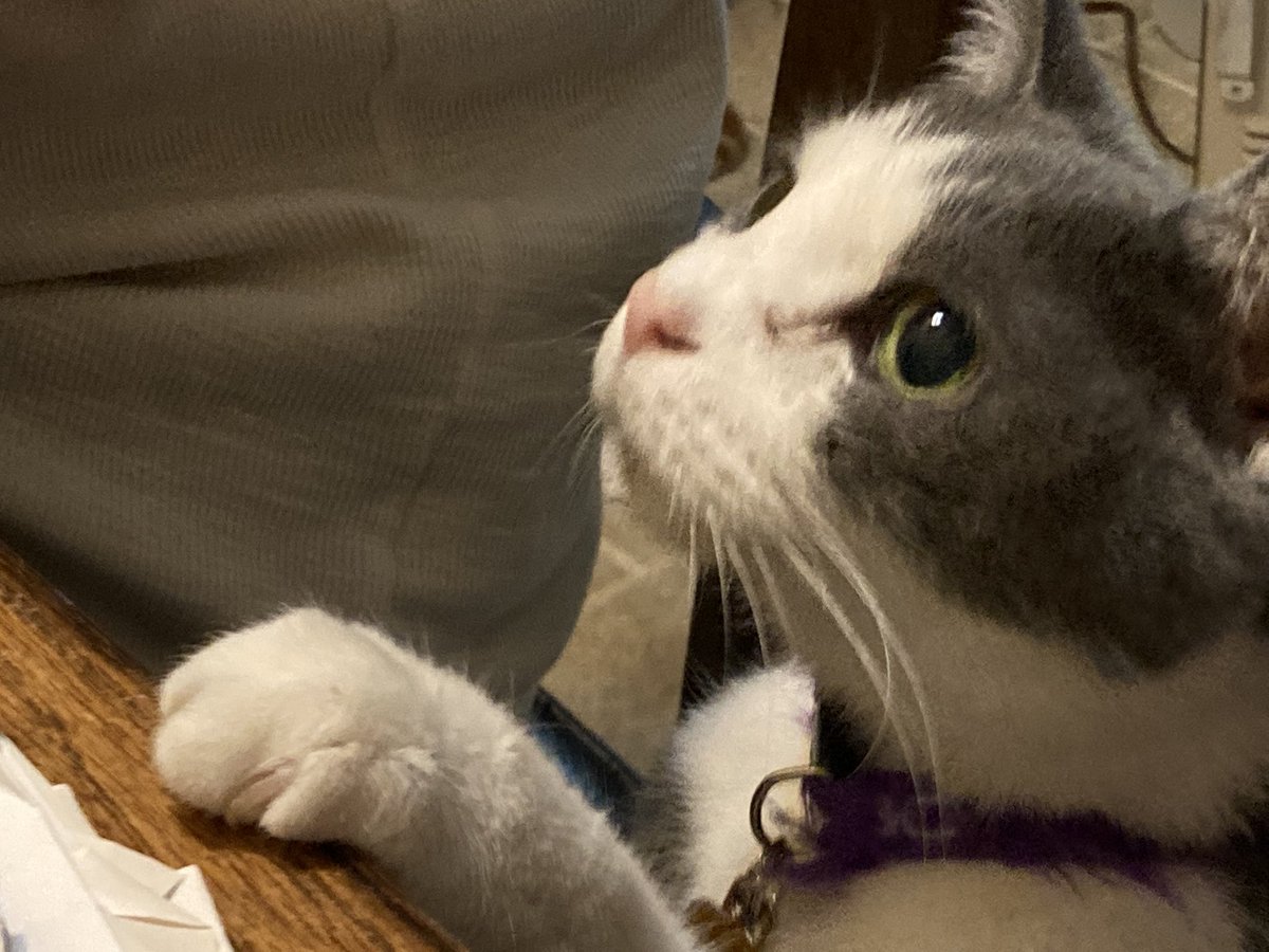 Benjy, 🐈 heir of 🌈AlphaCat & Sisfur tweet media