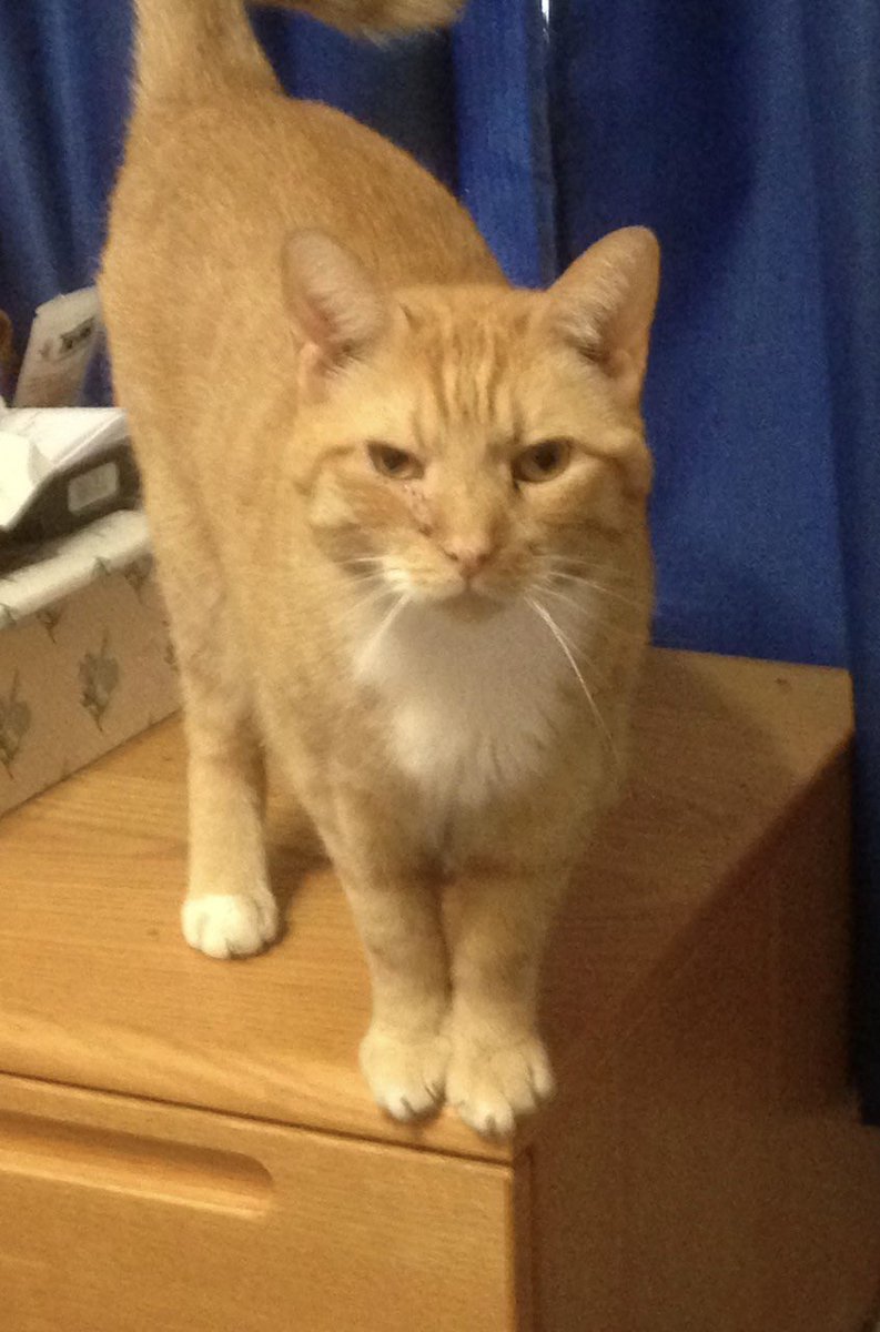 Benjy, 🐈 heir of 🌈AlphaCat & Sisfur tweet media