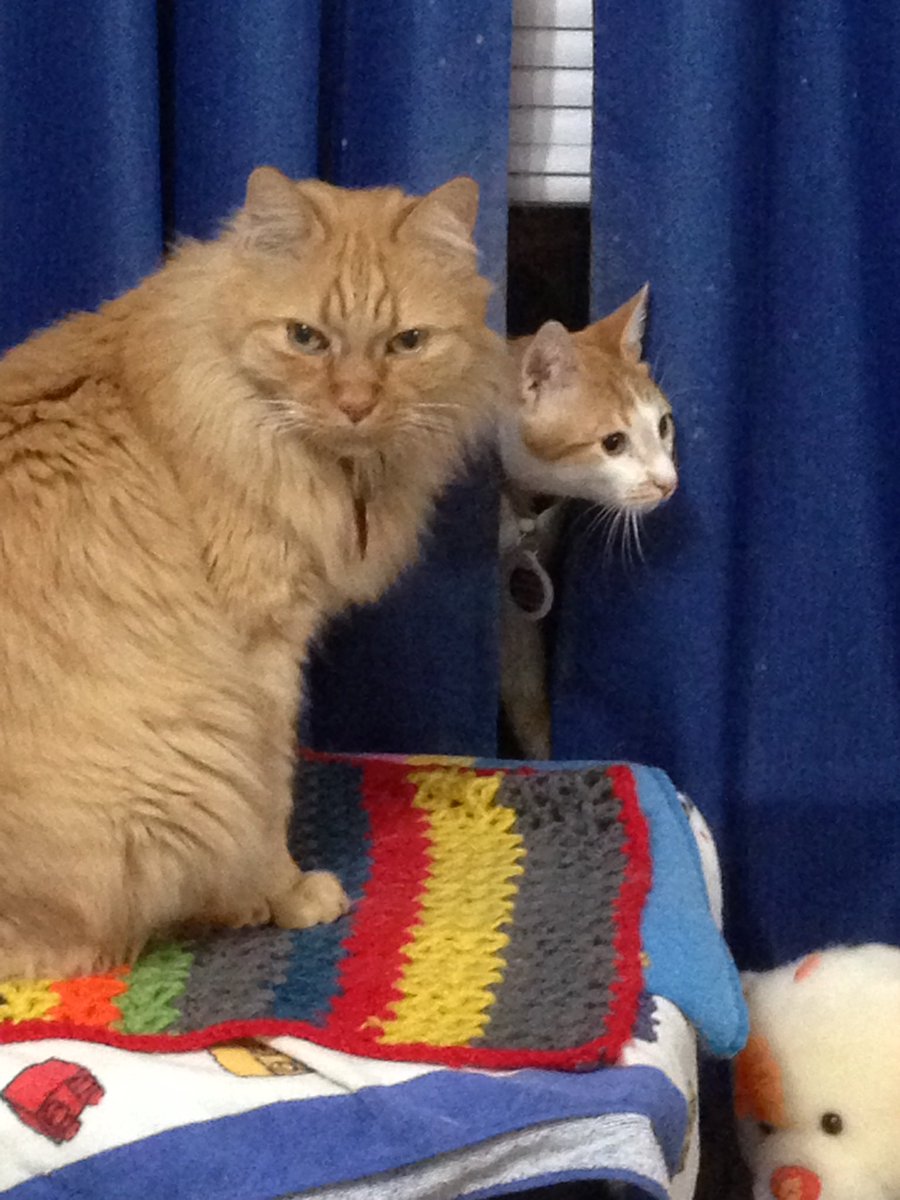 Benjy, 🐈 heir of 🌈AlphaCat & Sisfur tweet media