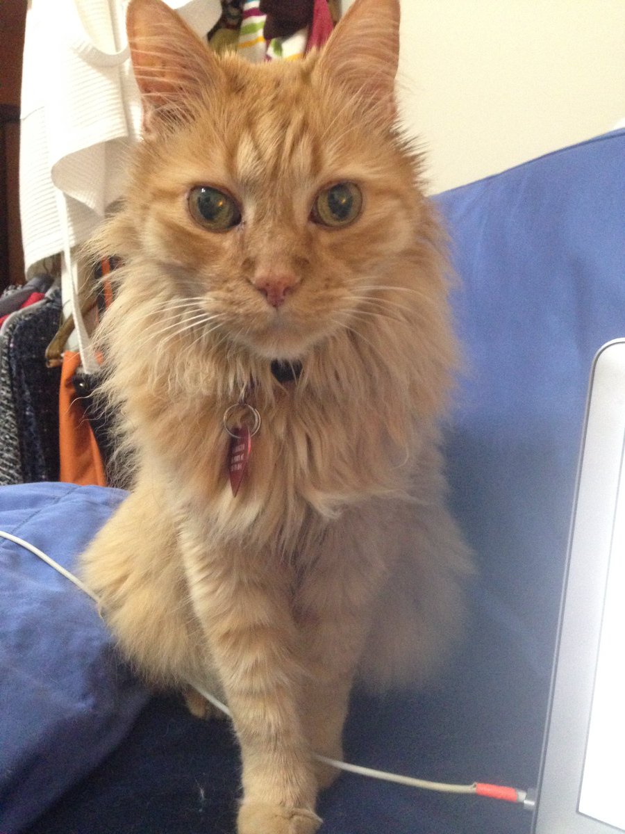 Benjy, 🐈 heir of 🌈AlphaCat & Sisfur tweet media