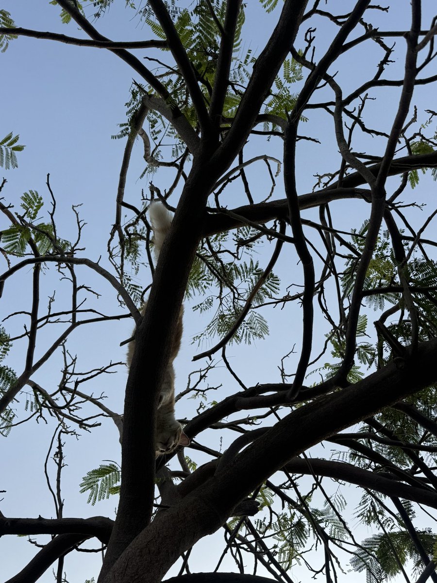 Manar🪄 tweet media