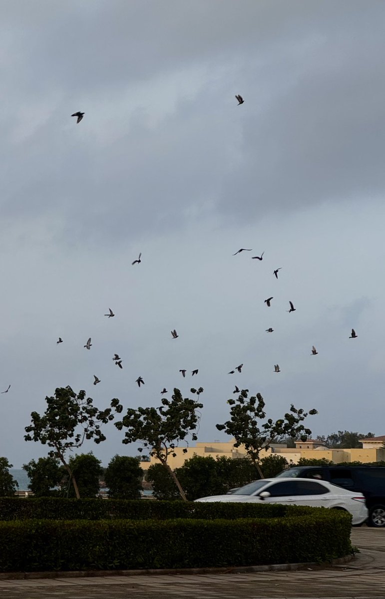 Manar🪄 tweet media