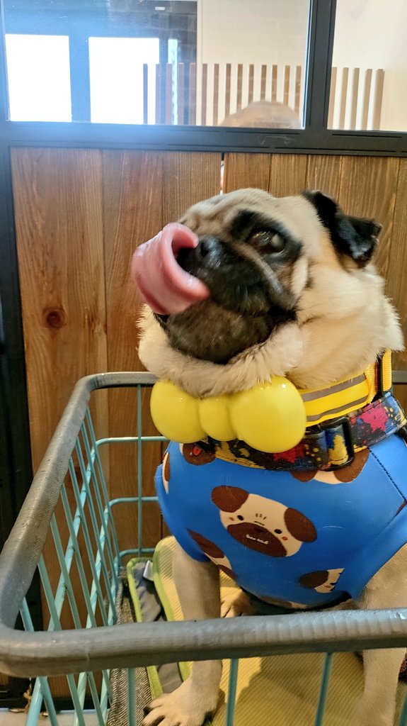 パグ獣🐶作った人→あきぱぐ🐶 tweet media