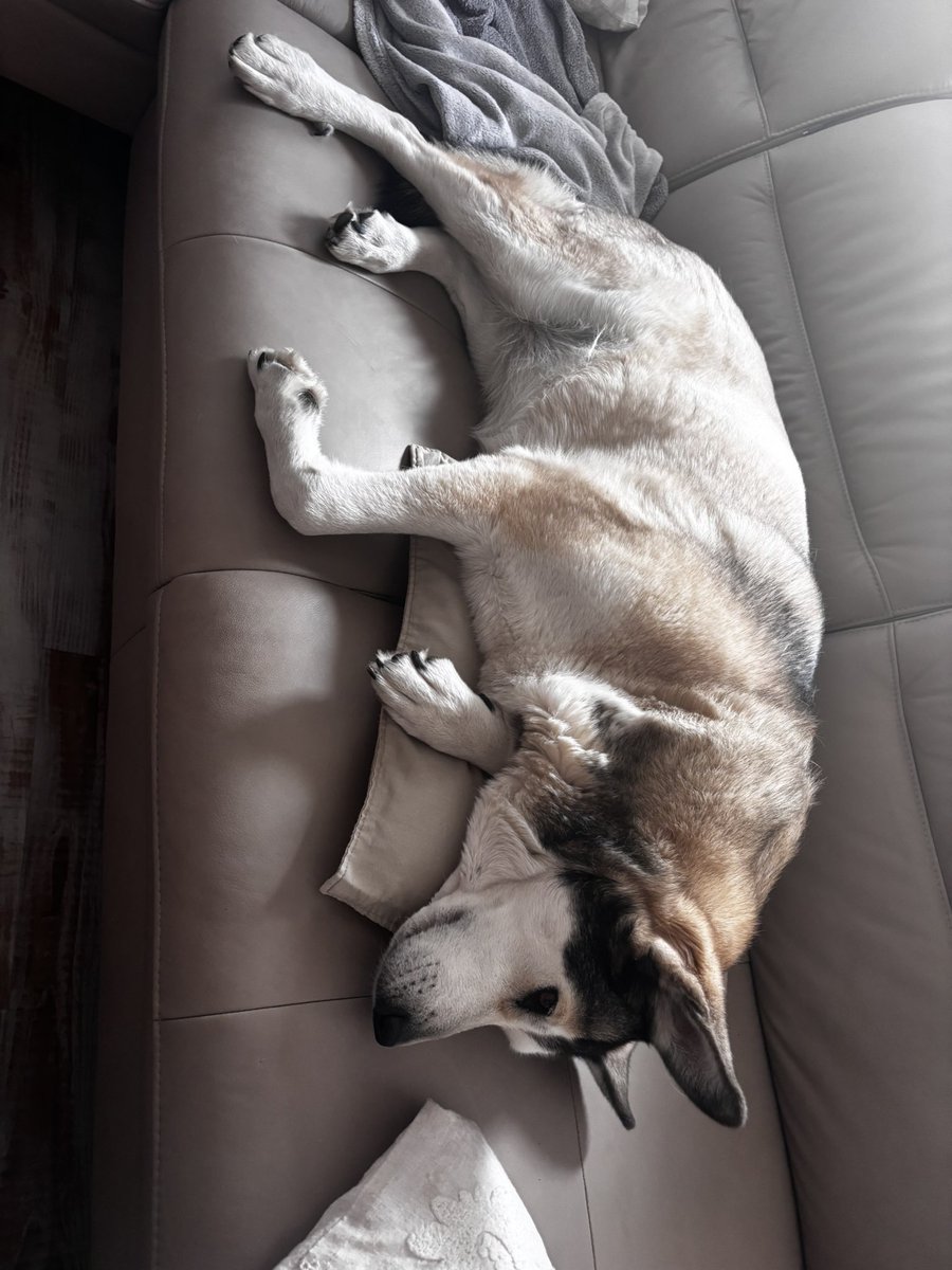 Rano.. asi chci byt pes 🐕