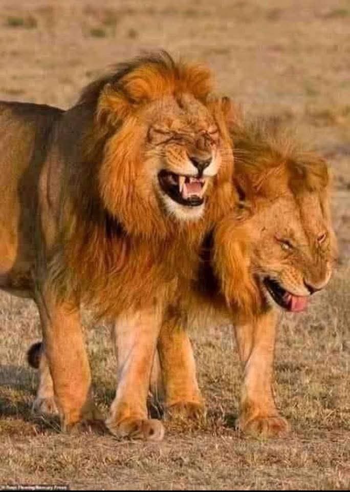 LorençoR tweet media