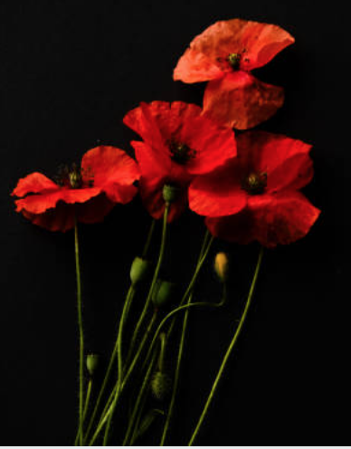 Pippa Ettore tweet media