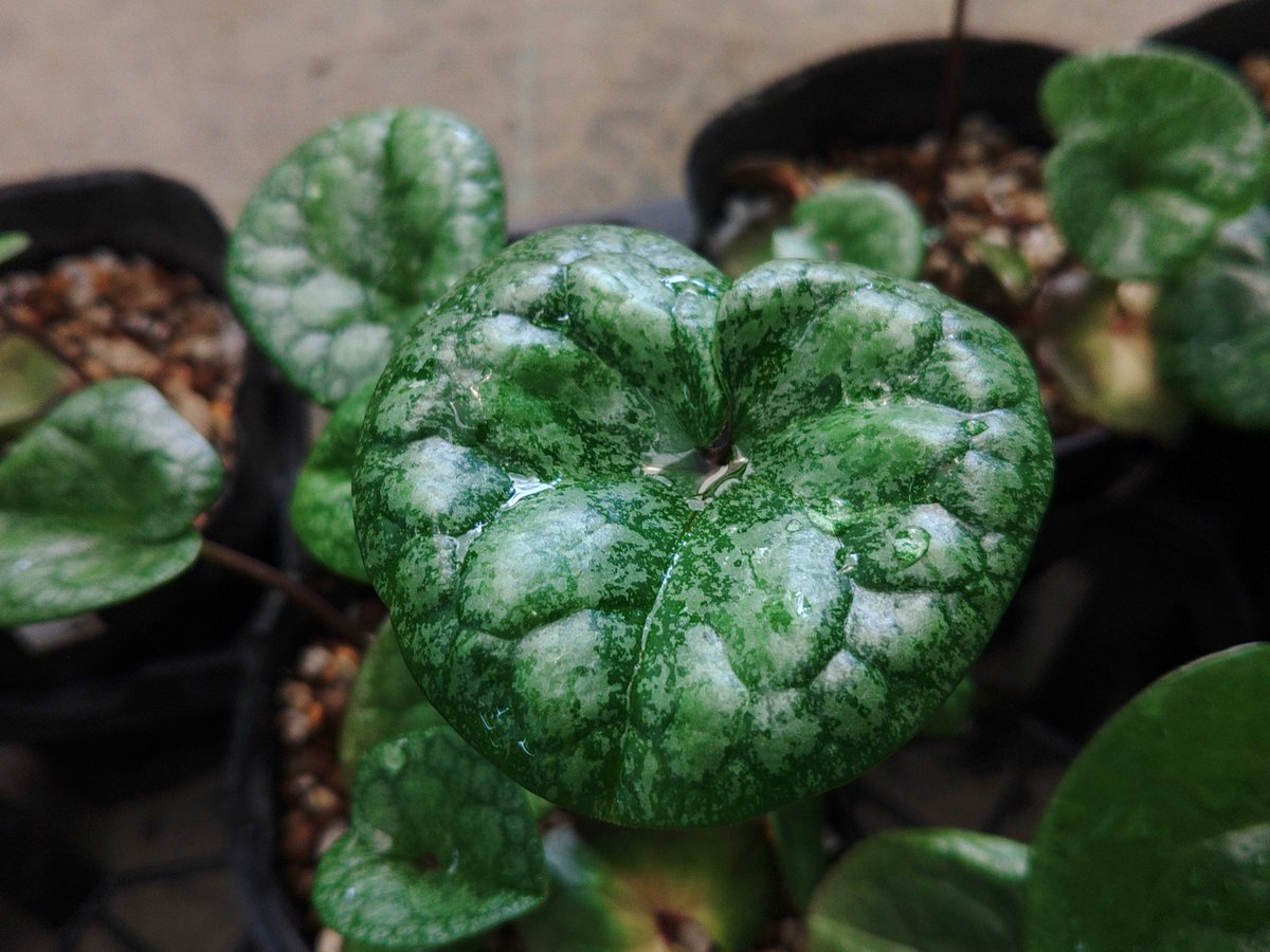 【ガーデニング】チャーム公式 tweet media