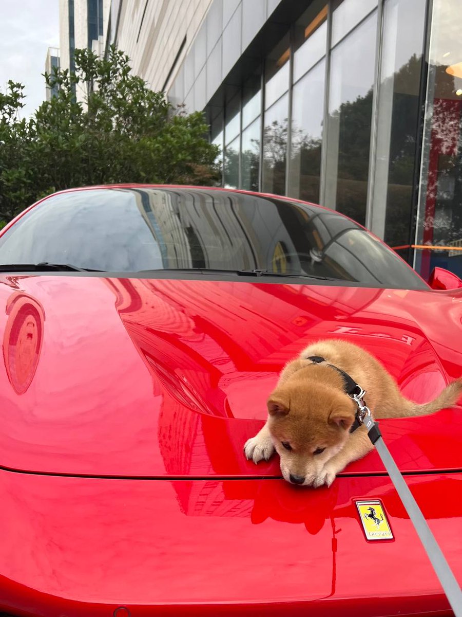 料理家トレーダー tweet media