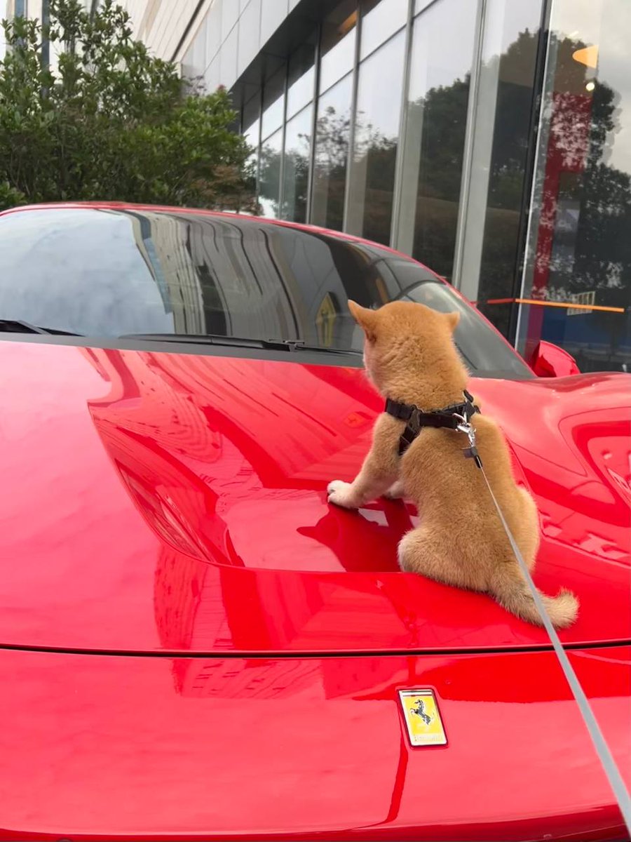 料理家トレーダー tweet media