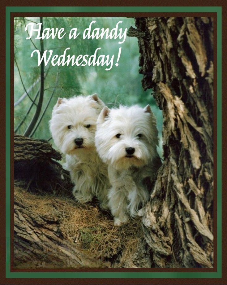 HҽαʋҽɳWҽʂƚie🌸 tweet media