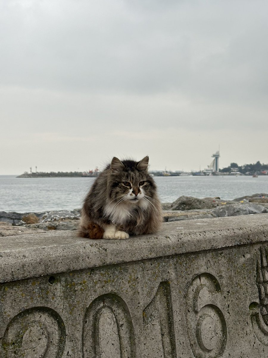 кетті ⤷ ˎˊ˗ tweet media