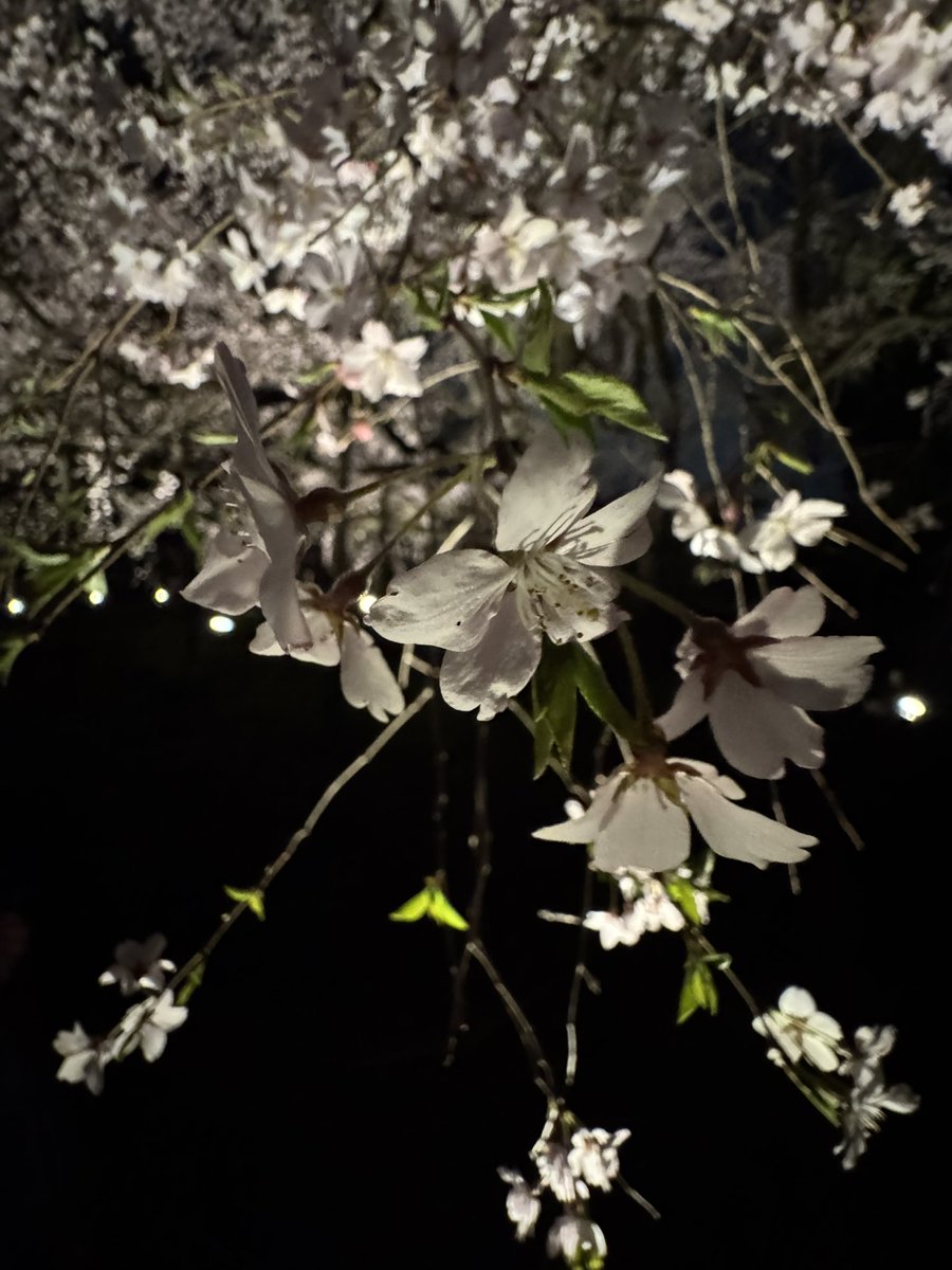 egon_44's tweet photo. 桜の季節ですなぁ。 https://t.co/mir0oRLNlB