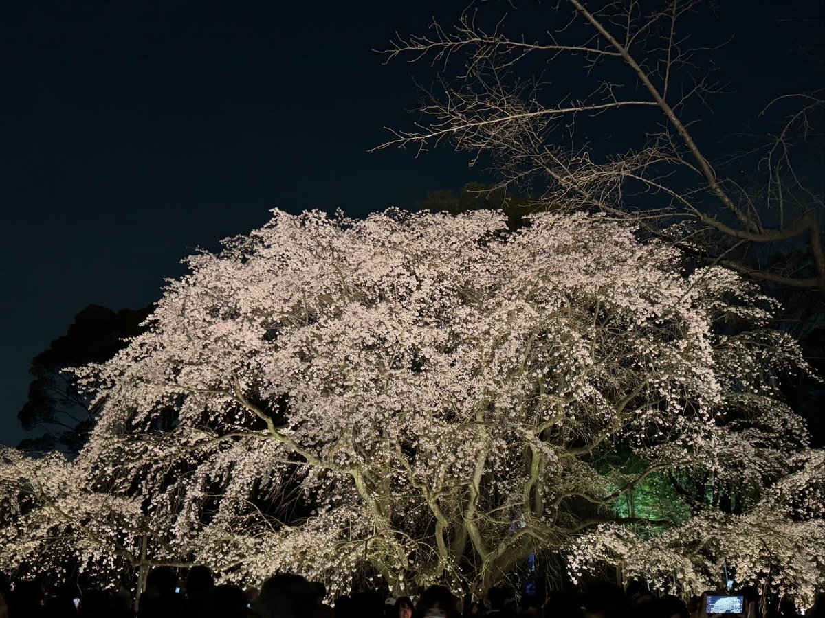 egon_44's tweet photo. 桜の季節ですなぁ。 https://t.co/mir0oRLNlB