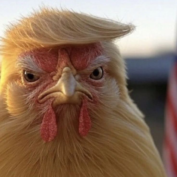 keepitdope_nith's tweet photo. Say the word 'Idiot' — and for 75% of the world’s population, only one face instantly comes to mind.

This will come to my mind and what’s the first face that pops into YOUR head..? 
Reply with one word 👇 https://t.co/hZhm0aSMq6