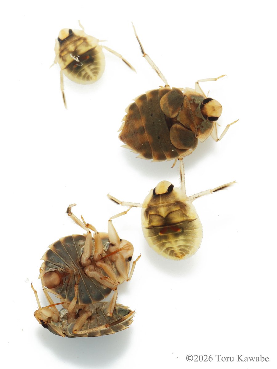 川邊 透 tweet media