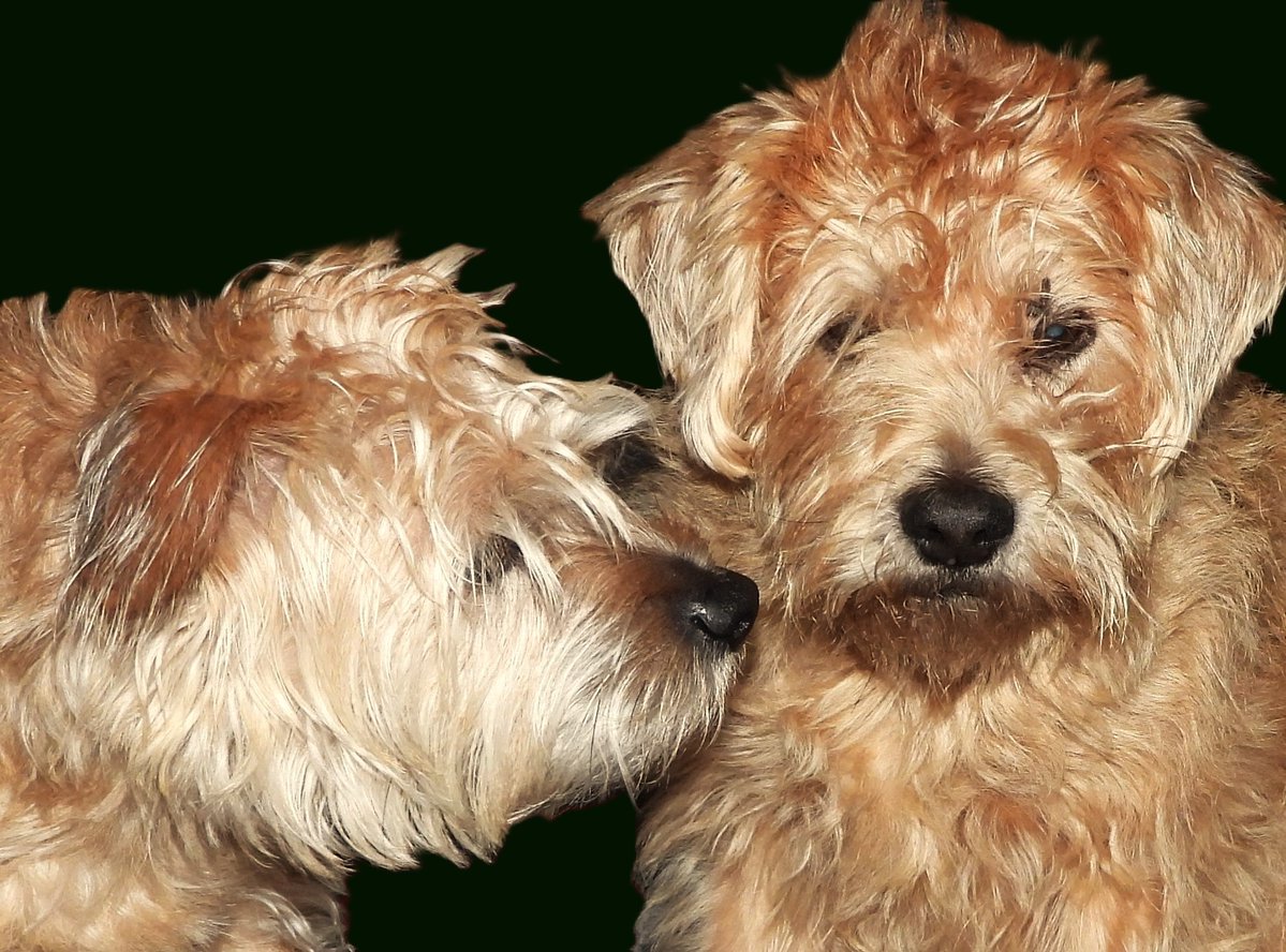 Roelie Arts tweet media