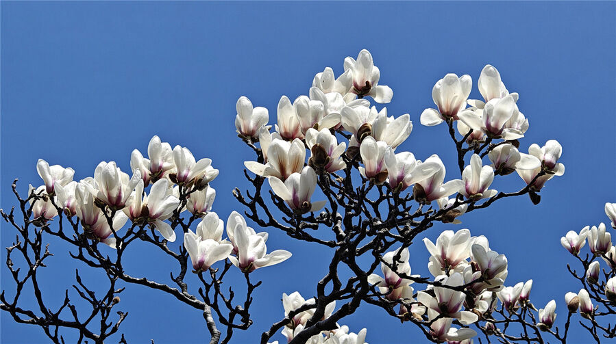 🕊️Magnolias in full bloom! Set against the blue sky, the snow-white ...