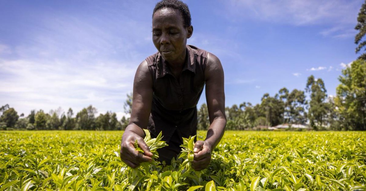 IRENA's tweet image. Risper Bett, a homemaker from Kenya🇰🇪, has transformed her life with #biogas technology🌿. By using a biodigester, her family now enjoys cleaner cooking, lower #energy costs, &amp;amp; more time for their farm and garden.

Thanks to results-based financing, Risper could afford the system