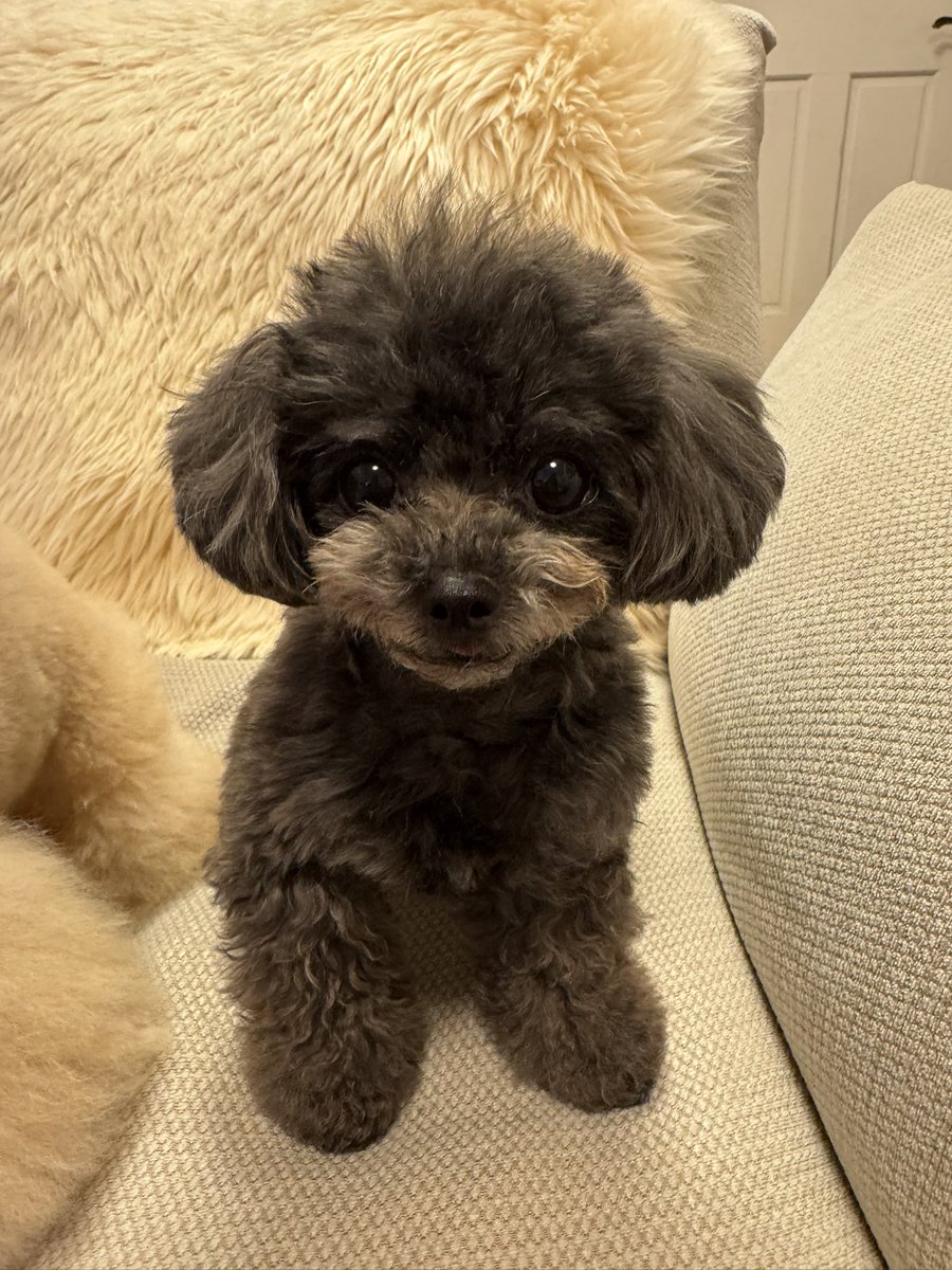 ハナマル tweet media