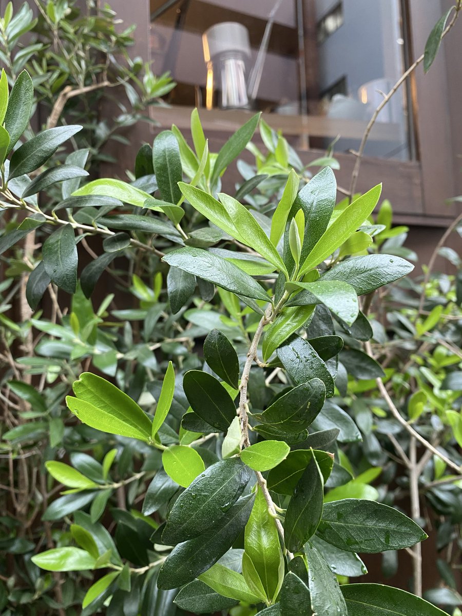 marumocci (マルモッチ) tweet media