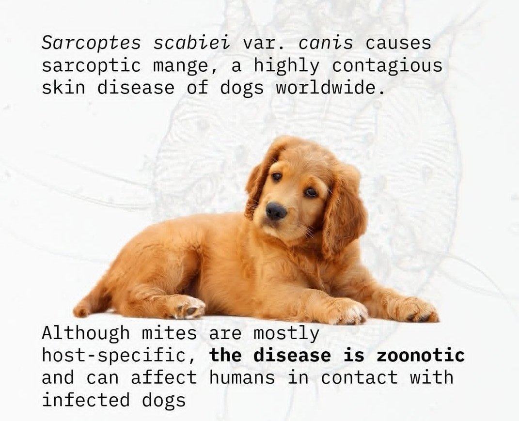 Yerima157803's tweet photo. Sarcoptic Mange is not just about the skin, but the wellbeing of your dog 
Early detection can save your dog from severe discomfort 
#AnimalHealth
#VetMed
 #DogCare 
#Healthpriority https://t.co/5Oa7b1SNQ1